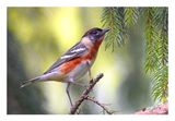 Bay-breasted Warbler
