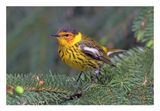Cape May Warbler