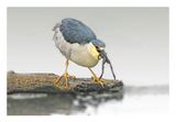 Black-crowned Night Heron