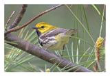 Black-throated Green Warbler