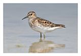 Semipalmated Sandpiper