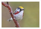 Chestnut-sided Warbler