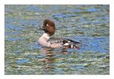 Common Goldeneye
