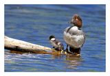 Common Goldeneye