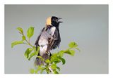 Bobolink