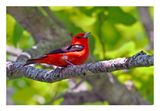 Scarlet Tanager
