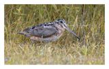 American Woodcock