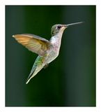 Ruby-throated Hummingbird