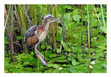 Least Bittern