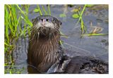 River Otter