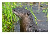 River Otter