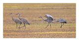 Sandhill Crane