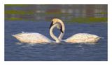 Trumpeter Swan