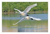 Trumpeter Swan