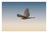 Northern Harrier