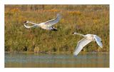 Trumpeter Swan