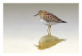 Pectoral Sandpiper