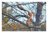 Northern Harrier