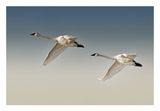 Trumpeter Swan
