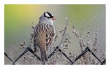 White-crowned Sparrow