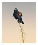 Red-winged Blackbird