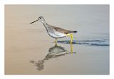 Greater Yellowlegs