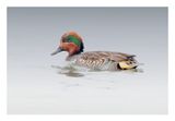 Green-winged Teal