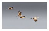 Sandhill Crane