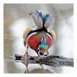 Wood Duck