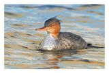 Red-breasted Merganser