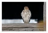 Coopers Hawk