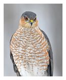 Sharp-shinned Hawk