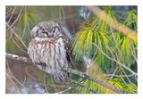 Boreal Owl