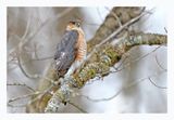 Sharp-shinned Hawk