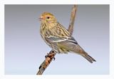 Pine Siskin