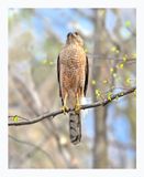 Cooper`s Hawk