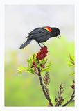 Red-winged Blackbird