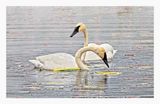 Trumpeter Swan