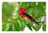 Scarlet Tanager