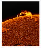 The Sun in Hydrogen Alpha with Solar Prominence