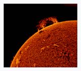 The Sun in Hydrogen Alpha with Solar Prominence