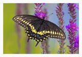 Black Swallowtail