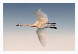 Trumpeter Swan