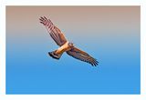 Northern Harrier