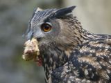 Eurasian eagle owl - Bubo bubo