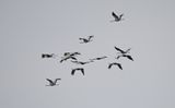Cranes on their autumn migration