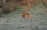 Mouflon checking if the herd is following res.JPG