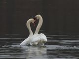 Valentines swans