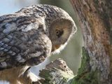 Great Grey Owl - Strix nebulosa