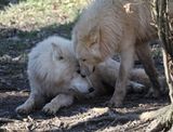 Arctic wolves - a moment of tenderness